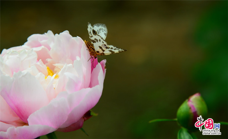 Disfruta de las flores de la Gran Muralla de Jinshanling