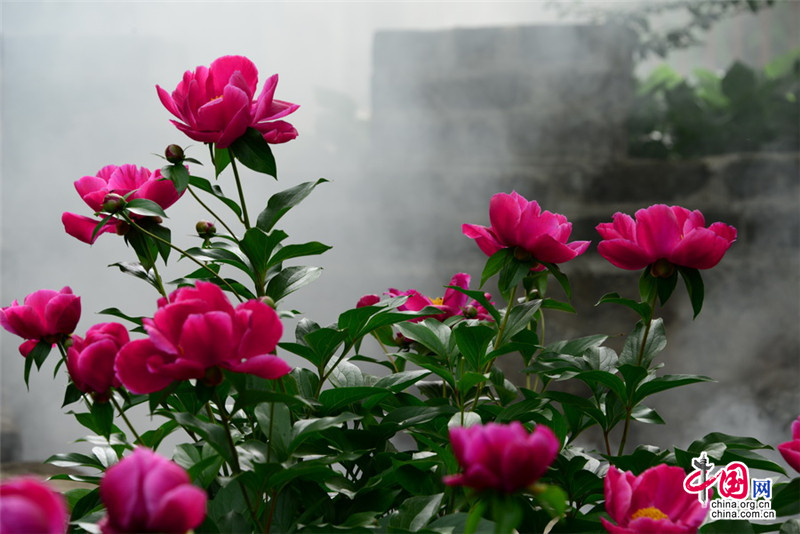 Disfruta de las flores de la Gran Muralla de Jinshanling