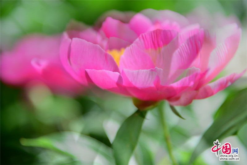 Disfruta de las flores de la Gran Muralla de Jinshanling