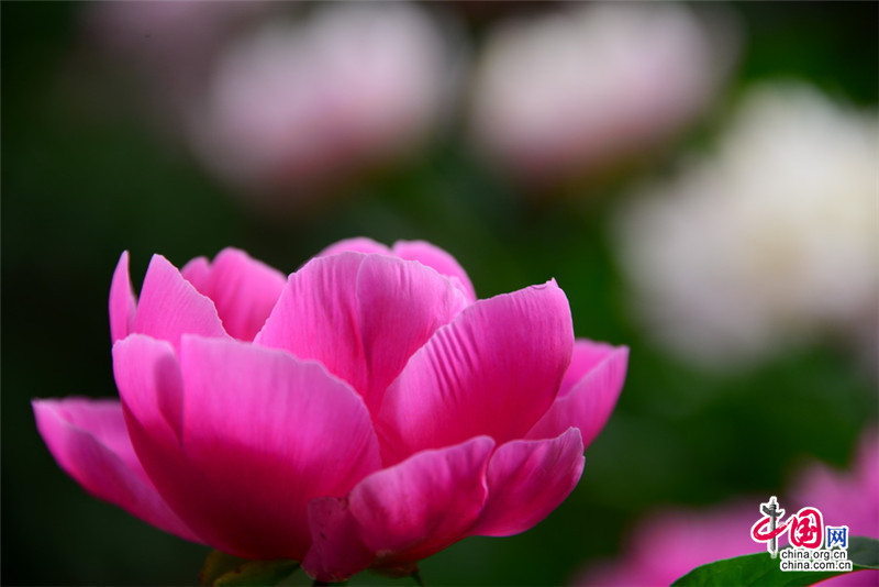 Disfruta de las flores de la Gran Muralla de Jinshanling