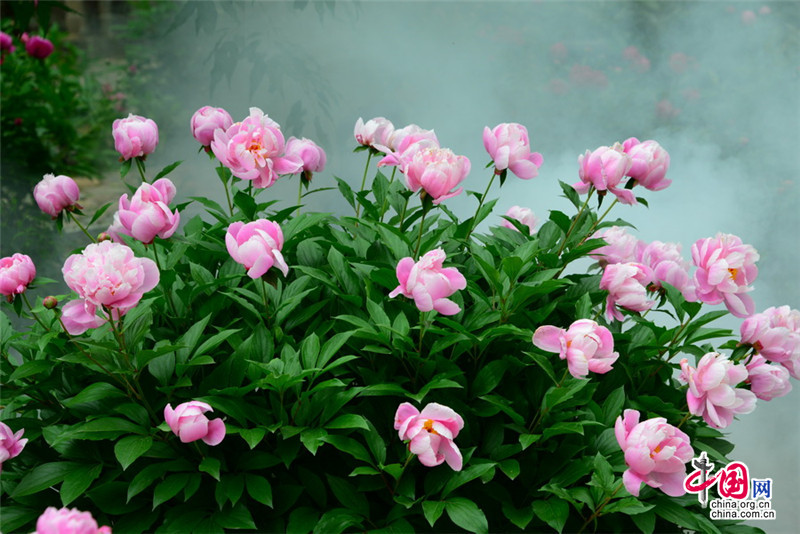 Disfruta de las flores de la Gran Muralla de Jinshanling