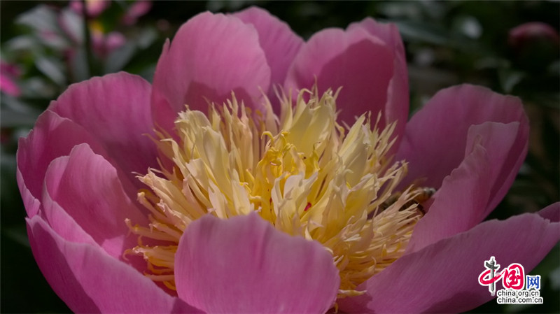 Disfruta de las flores de la Gran Muralla de Jinshanling