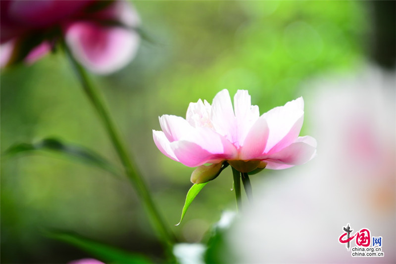 Disfruta de las flores de la Gran Muralla de Jinshanling