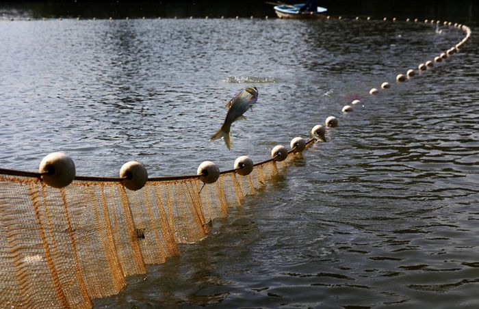 10 toneladas de peces enterrados vivos en un vertedero de Guangdong