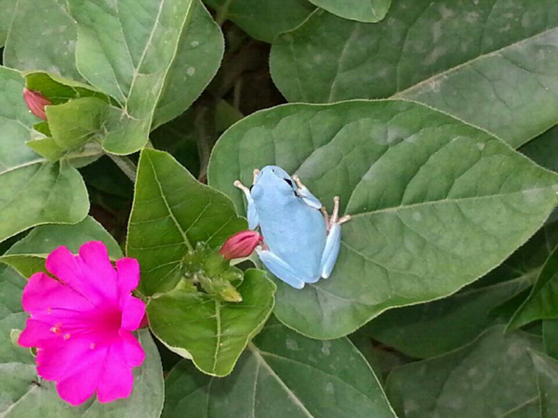 Se encuentra una rana azul en Corea del Sur 