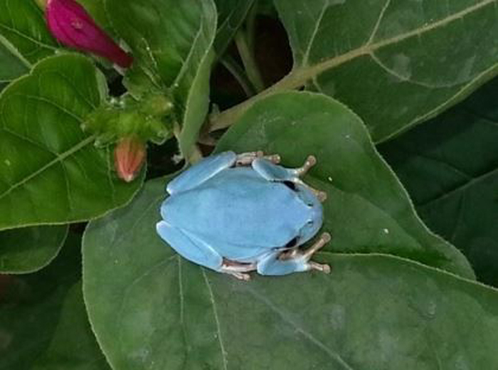 Se encuentra una rana azul en Corea del Sur 