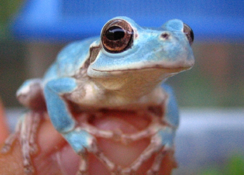 Se encuentra una rana azul en Corea del Sur 