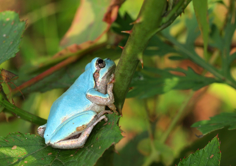 Se encuentra una rana azul en Corea del Sur 