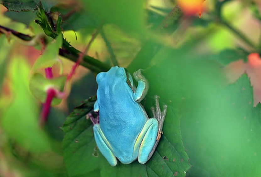 Se encuentra una rana azul en Corea del Sur 