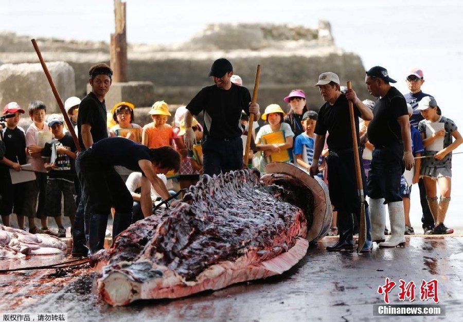 Japón inicia la campa?a de caza de ballenas en el Pacífico Norte