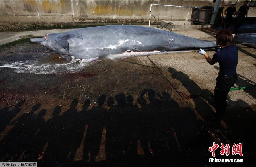 Japón inicia la campa?a de caza de ballenas en el Pacífico Norte