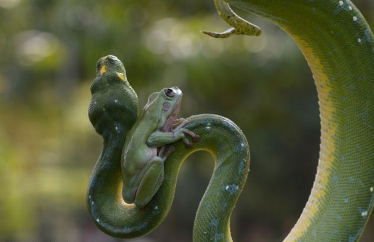 Rana valiente jugando con serpiente  4