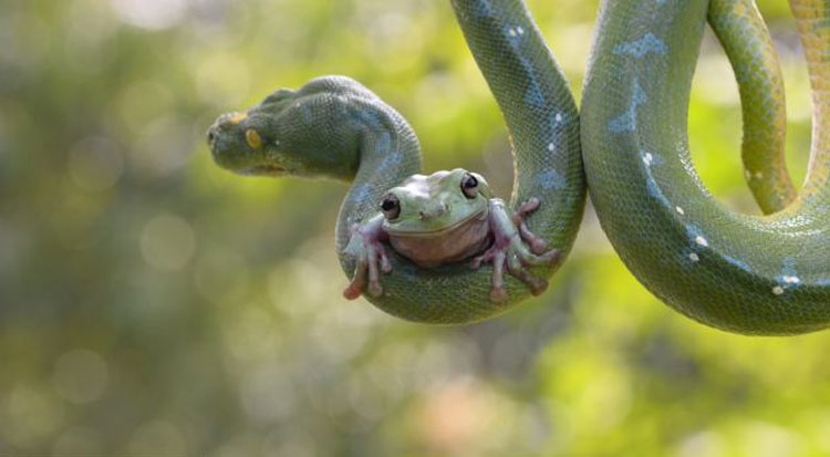 Rana valiente jugando con serpiente  2