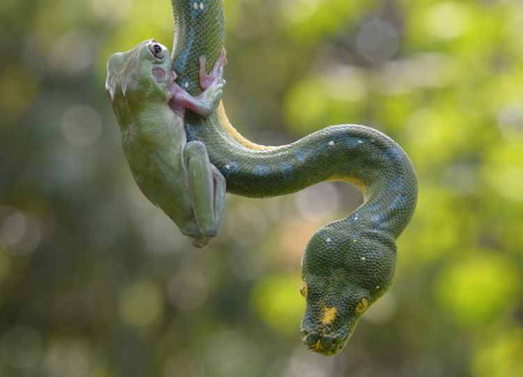 Rana valiente jugando con serpiente  3