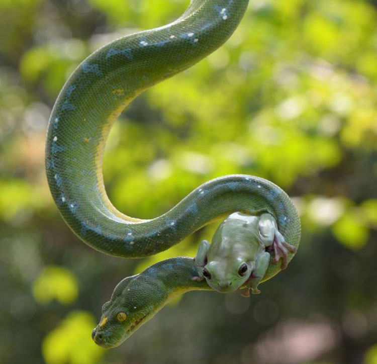 Rana valiente jugando con serpiente 5