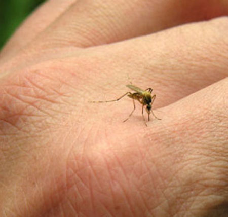 ESPECIAL: Está México preparado para enfrentar mal del chikungunya