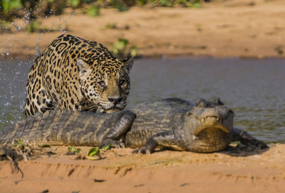 El leopardo caza cocodrilo