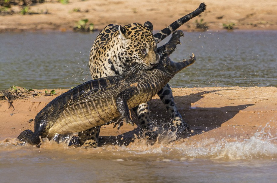 El leopardo caza cocodrilo