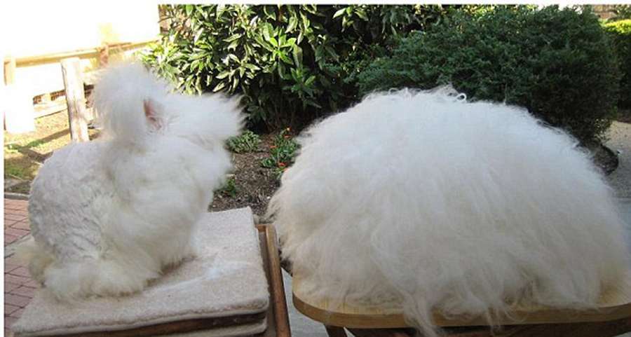 Conejo Angora con pelos largos de 25.4cm  4