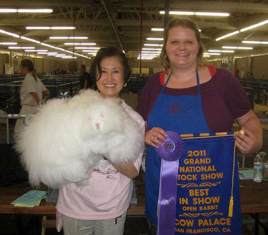 Conejo Angora con pelos largos de 25.4cm  7