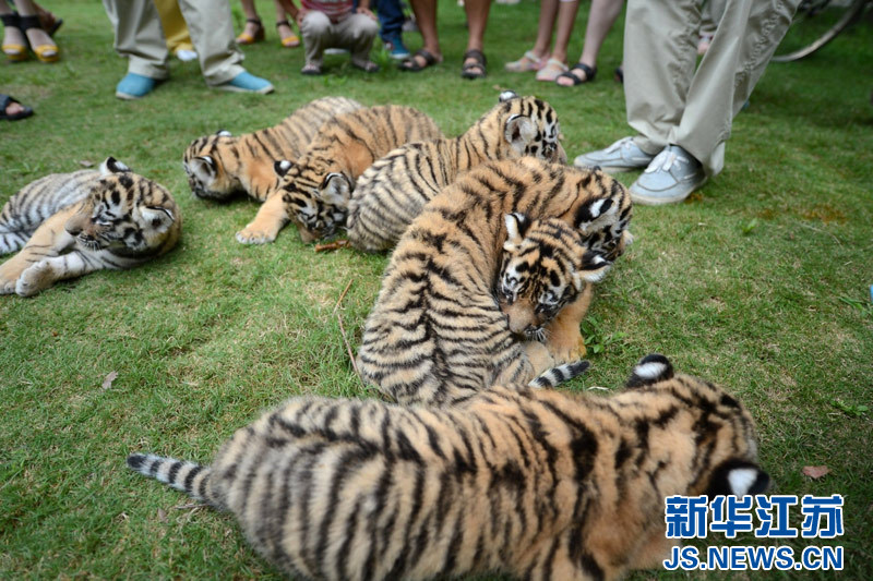 Siete cachorros de tigre comienzan la guardería con un mes de vida