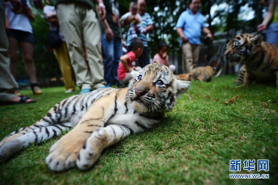 Siete cachorros de tigre comienzan la guardería con un mes de vida