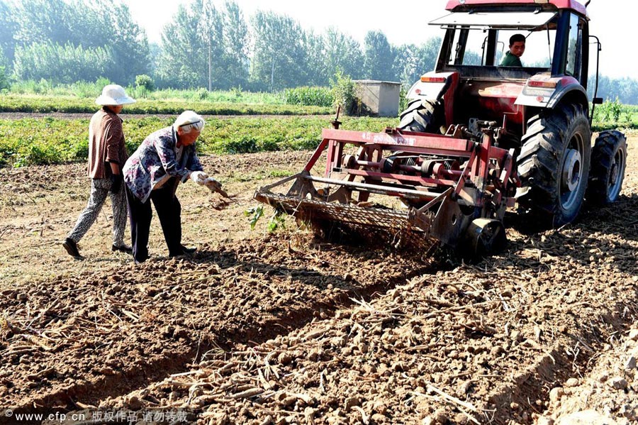 Agricultores cosechan Baizhi en un pueblo de Bozhou, provincia de Anhui, 21 de julio del 2014.