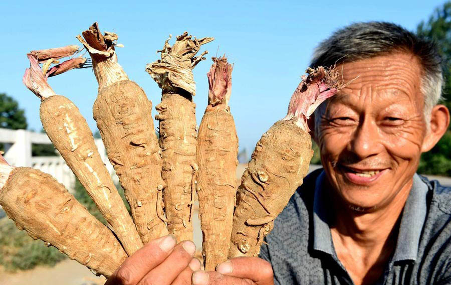 Agricultores cosechan Baizhi en un pueblo de Bozhou, provincia de Anhui, 21 de julio del 2014.