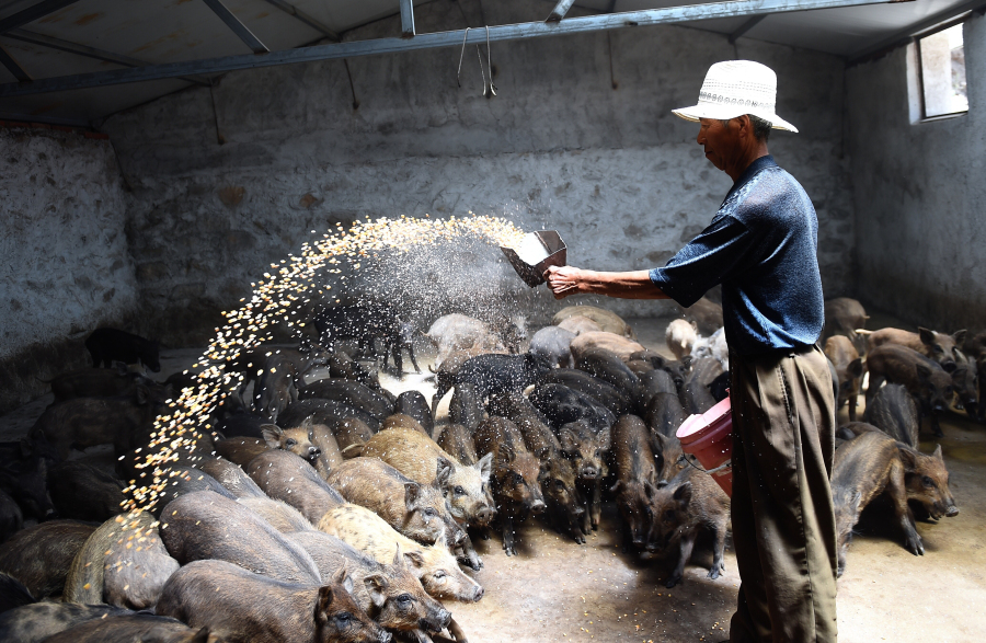 Zhang Xianyu alimenta jabalíes. Longhua, Hebei.