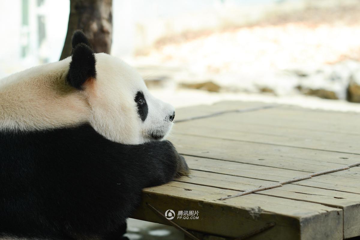 Nacen los primeros trillizos de panda gigante en el sur de China