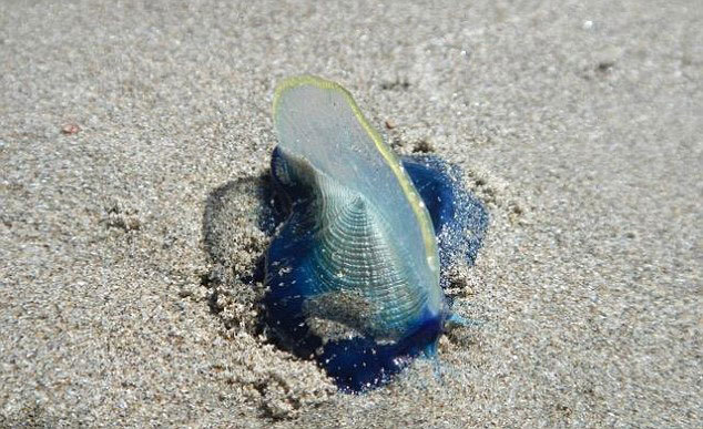 Millones de criaturas ¨Vela¨ invaden las playas de la Costa Oeste de los EEUU