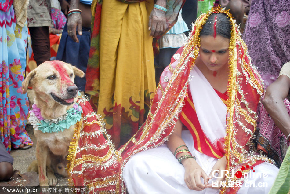 Ni?a india se casa con un perro callejero para evitar una maldición