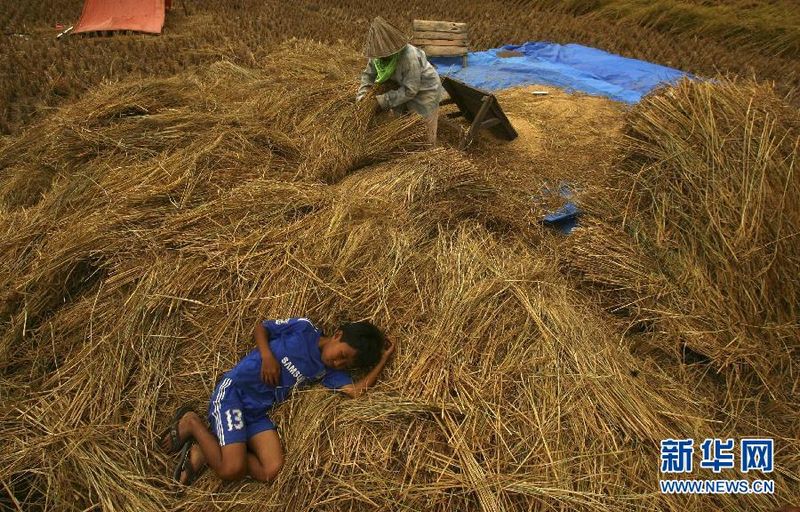 16 de agosto 2011, en la provincia de Célebes Meridional en Indonesia, , un ni?o duerme junto a su madre que está procesando arroz con cáscara. (Foto: Xinhua / Reuters)