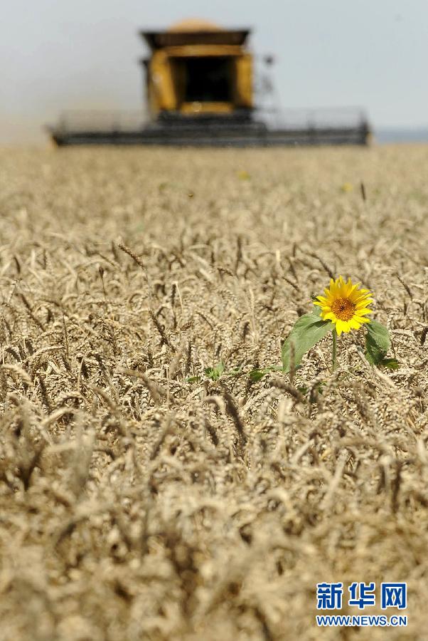 19 de junio 2011, en el Krai de Krasnoda, Rusia, un girasol crece en el campo de trigos. (Foto: Xinhua / Reuters)