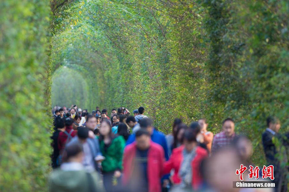 El "túnel del amor" de Nanjing