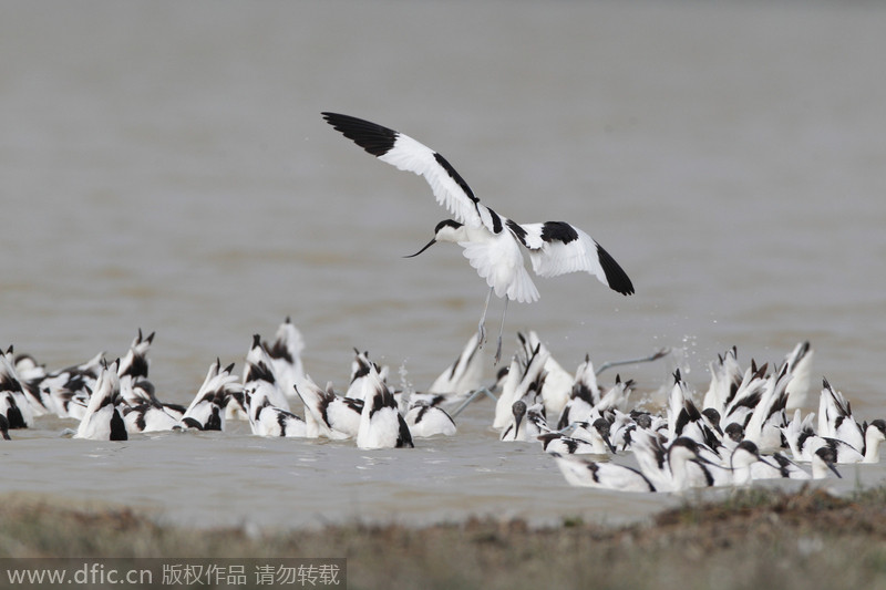 Un pájaro se une a la bandada. [Foto: IC]