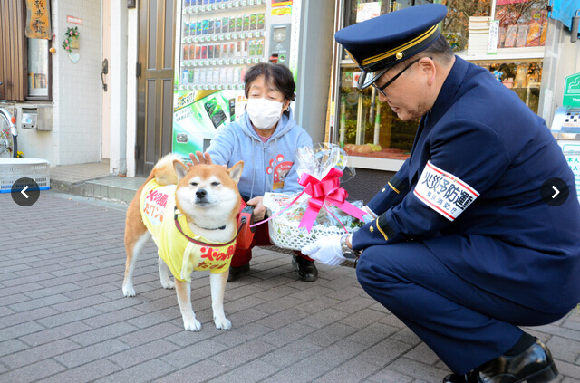 El perro japonés que vende cigarrillos