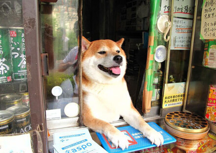 El perro japonés que vende cigarrillos