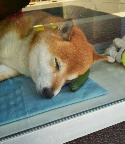 El perro japonés que vende cigarrillos