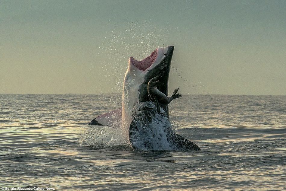 Foca escapa de boca de tiburón