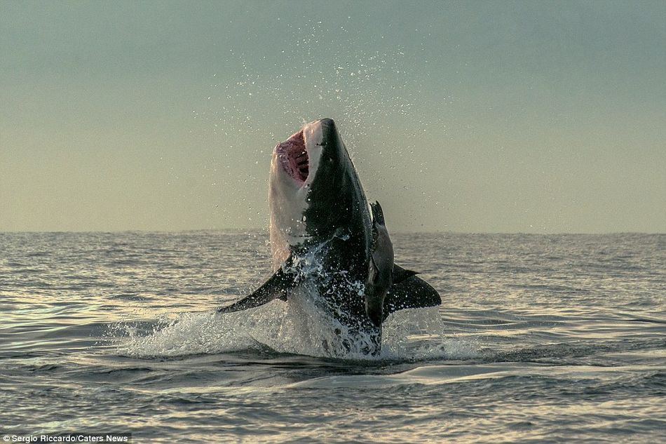 Foca escapa de boca de tiburón