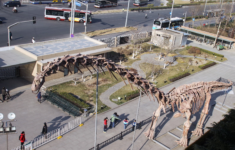 Un dinosaurio gigante recorrerá china