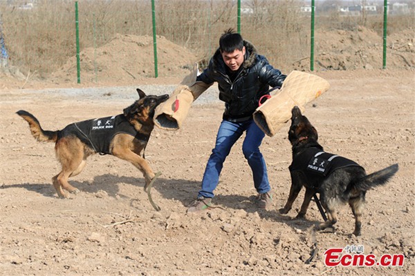 Perros policía se preparan para el éxodo de a?o nuevo chino