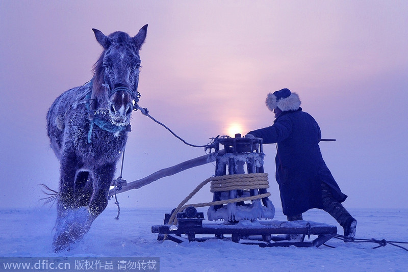 Un?hombre?y?su?caballo?sobre el lago congelado Chaganhu haciendo un orificio para?pescar?bajo el hielo?en enero?de?2013,?en?la?provincia?de?Jilin. [Foto/IC]