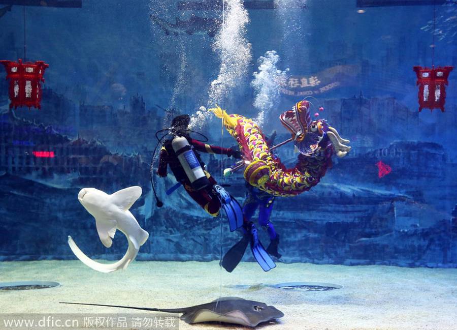 La danza del dragón con tiburones