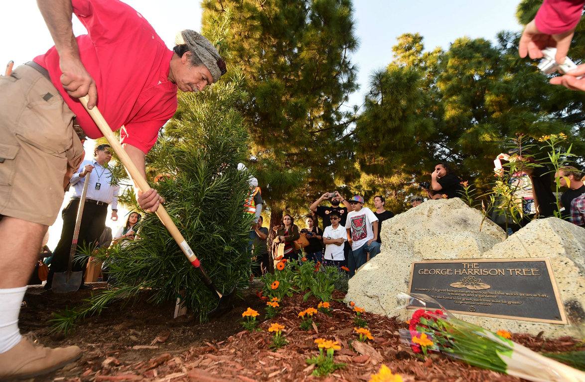 Un árbol en honor al "beatle" George Harrison