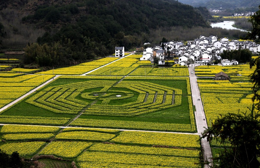 Símbolo de la armonía hecho con flores de colza