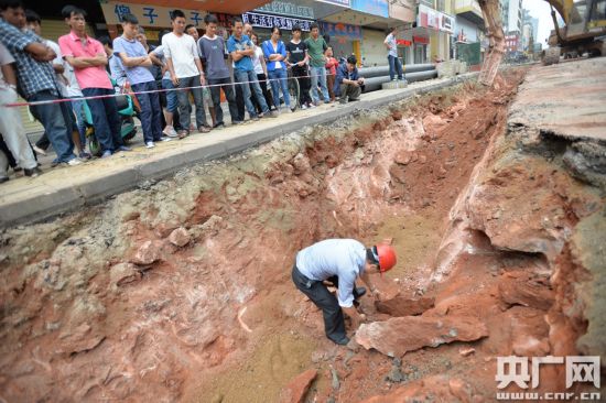 Encuentran 43 huevos de dinosaurio en el sur de China