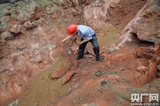 Encuentran 43 huevos de dinosaurio en el sur de China