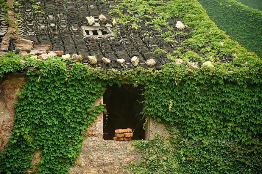 Pueblo abandonado es abrazado por la naturaleza